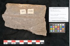 Foto (Objekt + Etikett) von Voltzia heterophylla Brongniart (NHMW-GEO-2024-0188-11128)